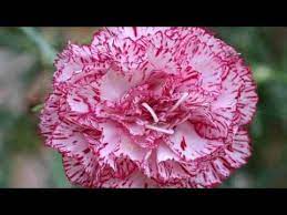 Warm Carnation Flower Hd1080p Youtube Carnation Flower Carnations Flowers