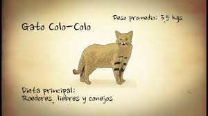 Wild cat animal animals lameks. Explora Tu Region Atacama Llanos Challe Gato Colo Colo Youtube