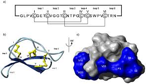 Image result for Cyclocotyla