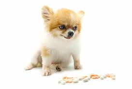 Unlike veterinary clinics that add markup to pet medications, online resources can purchase items in large quantities at wholesale prices. Veterinarians Sell 62 Of Pet Drugs Today S Veterinary Business
