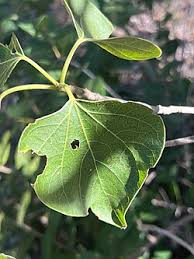 Image result for Gyrocarpus