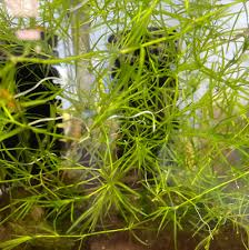 Image result for Najas graminea