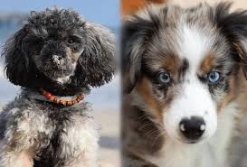 Are mini goldendoodles easy to groom? Miniature Aussiedoodle Dog Breed Info Pictures Facts Traits Doggie Designer