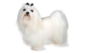 Check spelling or type a new query. Maltese Dog Breed Information Pictures Characteristics Facts Dogtime