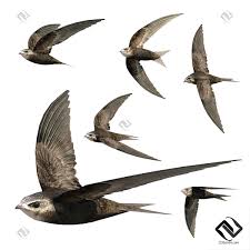 Результат пошуку зображень за запитом "стриж"