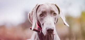 Longhaired dog breeds are a thing of beauty. Grey Dog Breeds 20 Gorgeous Dogs With Grey Coats