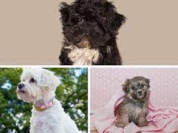 If you're planning to visit these dog breeds, you'll have to make an appointment during business hours. Havapoo Puppies For Sale In Us Can Top 6 Breeders 2021 Update