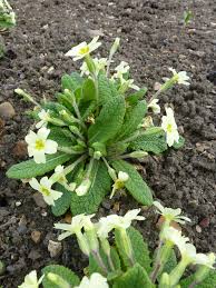 Image result for Primulaceae