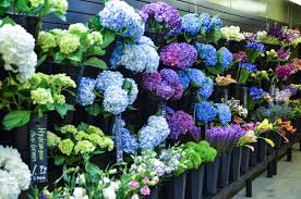 Maybe you would like to learn more about one of these? Stems Market Fresh Cut Flowers For Everyday And Events