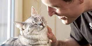 Breakthrough New Cat Food Changes How People Manage Cat Allergies Fear Free Happy Homes