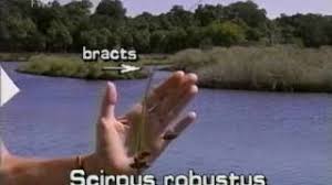 Image result for Schoenoplectus muriculatus