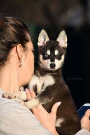 pin na doske alyaskinskij kli kaj alaskan klee kai