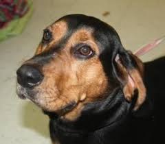 Black And Tan Coonhound Puppies For Sale In Wv Pin On Se States Pets Urgently Needing Love