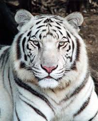 Their looks make them unique and mythical. White Tiger Booker Prize Tiger Pictures White Tiger Pictures White Tiger
