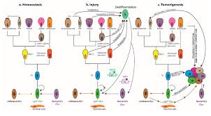 Facebook gives people the power to share and makes the. Cancers Free Full Text Subversion Of Niche Signalling Pathways In Colorectal Cancer What Makes And Breaks The Intestinal Stem Cell Html
