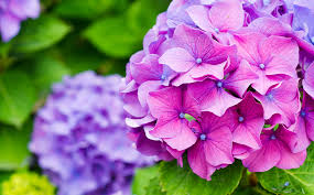 Check spelling or type a new query. Dammann S Garden Company Top 6 Flowering Trees And Shrubs