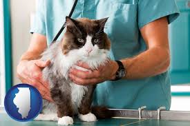 Maybe you would like to learn more about one of these? Veterinarians In Illinois