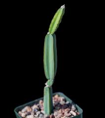 Image result for Cissus quadrangularis