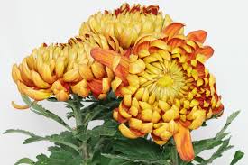 Breed for hardiness in minnesota, this mum is classified as decorative, which means it is a compact, rounded plant with a formal high petal count flower. Chrysanthemum Cv
