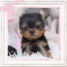 Yorkie Puppies For Sale Yorkie Puppy For Sale Yorkie Puppies