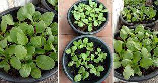 Ini cara yang disaran dan dipraktikkan oleh ahmad nazrey. Cara Mudah Tanam Sayur Pak Choy Dalam Besen Pun Menjadi Tetap Elok Suburnya Vanilla Kismis