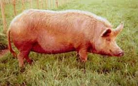 They can be ferocious mothers when they feel their piglets are in danger. Tamworth Pig Alchetron The Free Social Encyclopedia