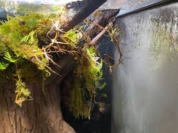 Image result for Hermannia parvula