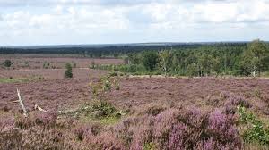 Nationaal Park Sallandse Heuvelrug Locaties Bed En Breakfast