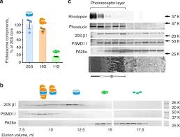 Although a popular vote did not come to fruition under the restrictions of the qing government, the on june 28, wang jingwei was elected as a member of both the national government of the republic of china and the military affairs commission. Increased Proteasomal Activity Supports Photoreceptor Survival In Inherited Retinal Degeneration Nature Communications
