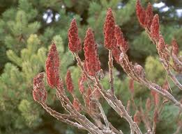 Image result for Steganotaenia hockii