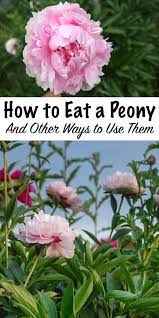 Pin On Foraging