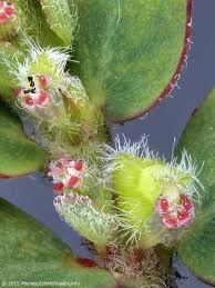 Image result for Euphorbia prostrata