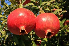 Image result for Punica granatum