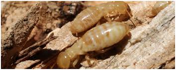 The santan freeway loop 202 is in the southeast valley of phoenix. Affordable Termite Control Phoenix Free Instant Quotes