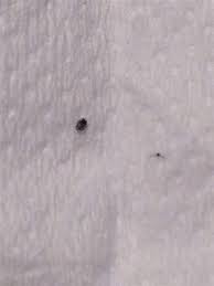 Mentre per preparare uno spray fai da te ad uso cutaneo contro le zanzare e gli insetti occorrono: Insetti Neri Difficili Da Vedere Che Pungono Freeforumzone