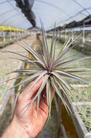 Image result for Aeranthes africana