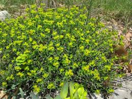 Image result for Euphorbia espinosa