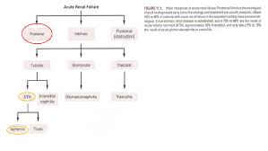 Less than 1.020 reflects kidney disease, e.g., glomerulonephritis, pyelonephritis with loss of ability to concentrate; Acute Kidney Injury Acute Renal Failure Ppt Video Online Download