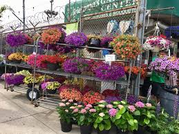 Crazy daisy flowers staten island. Richmond Abe Flower Shop Gift Cards Giftly