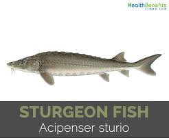 There are 25 sturgeon species worldwide, including the white sturgeon that can live over 125 years sturgeon populations are found primarily in cold and temperate regions of the northern hemisphere. Sturgeon Fish Facts And Nutritional Value
