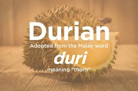They moved around from island from the proto malays which have shorter stature, darker skin, slightly higher frequency of wavy hair, much higher percentage of dolichocephaly and a. Temasek Didyouknow The Word Durian Is Adopted From The Malay Word Duri Meaning Thorn Facebook