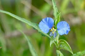 Image result for Commelina latifolia