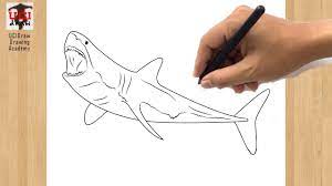 All steps are clearly explained. How To Draw A Great White Shark Easy Drawing Of A Shark Step By Step Outline Youtube
