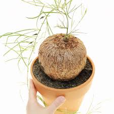 Image result for Ipomoea linosepala