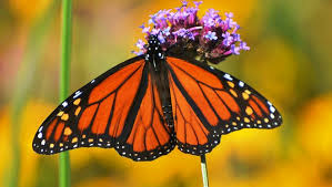 Efforts To Aid Monarch Butterflies Take Off In Wisconsin