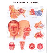 Anatomical Chart Ear Nose Throat