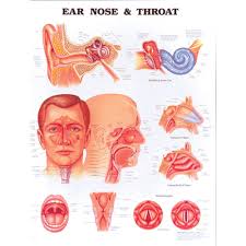 anatomical chart ear nose throat