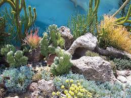 Desert Reef Succulent Landscape Design Succulent Landscaping Landscaping With Rocks