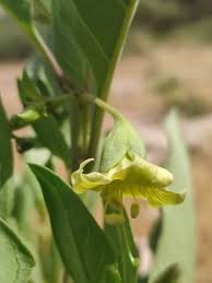 Image result for Lycium pilifolium