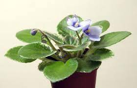 Wayfair.com has been visited by 1m+ users in the past month 4 Houseplants To Grow From Seeds New England Today
